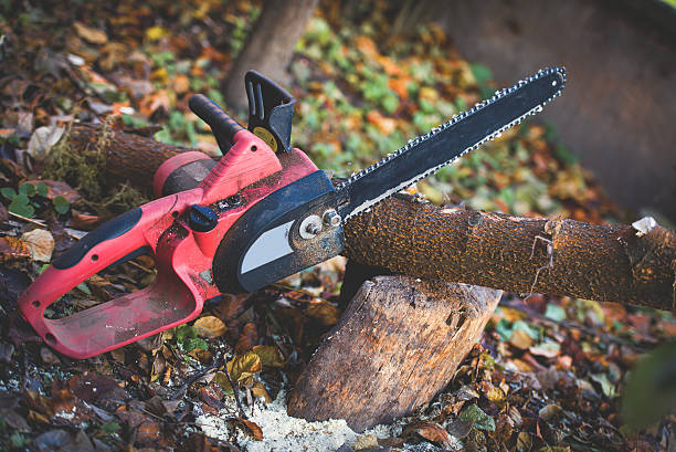 How Our Tree Care Process Works  in  Queen City, TX